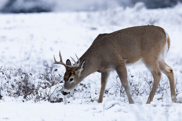 Obraz premium Whitetail Buck Walking and Feeding in Snow