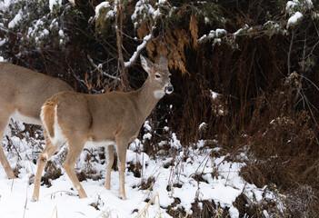 Naklejka premium Alert Whitetail Doe in Snow