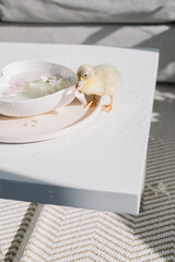 Naklejka premium Wet Soft Duckling Beside Floral Water Bowl