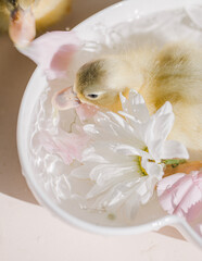 Naklejka premium Two ducklings bathing in floral bowl