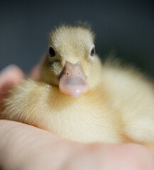 Fototapeta premium Close up of fluffy baby duck