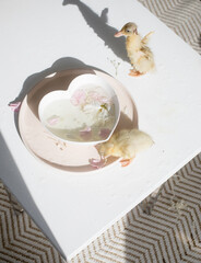 Naklejka premium Duckling bathing among floating flower petals creating shadows