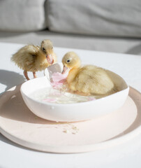 Naklejka premium Duckling bathing among floating flower petals