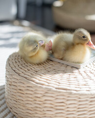 Naklejka premium Playful ducklings perched on woven basket