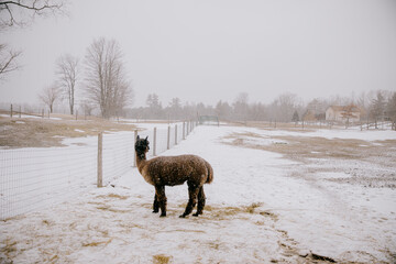 Fototapeta premium Alpaca standing in the middle on the snow