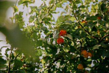 Naklejka premium Sunlit Apples Hanging On Tree