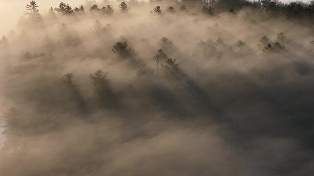 Sunbeams through morning mist in a pine forest at sunrise in Maine