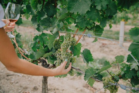 Hand Holding Grapes In Vineyard