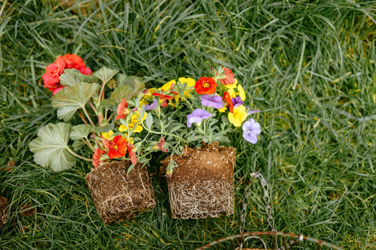 Colorful spring flowers lying on grass, ready for planting
