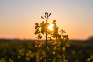 Obraz premium Golden sunset light through blooming rapeseed flower in field