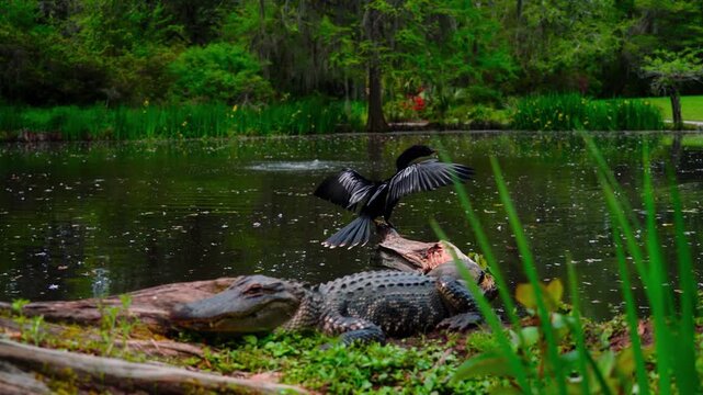 Blackbird and Alligator: Animals coexisting peacefully near a South Carolina Marsh