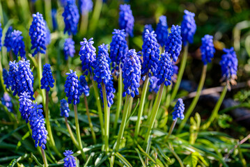 Fototapeta premium blue flowers in the garden