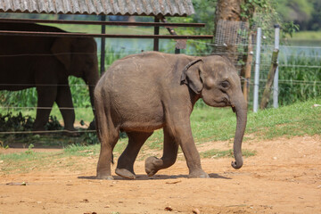 Fototapeta premium A baby elephant walking on the ground