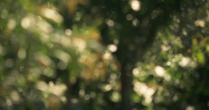 A captivating view of nature showcasing blurred leaves and enchanting bokeh effects.
