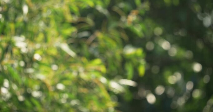 A vibrant nature scene showcasing a blurred leaf background enhanced by captivating bokeh effects.