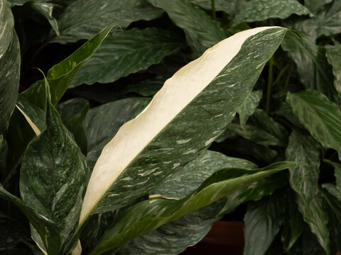Close-up of a variegated peace lily (Spathiphyllum) leaf showcasing striking half-cream and green marbled patterns amidst dark foliage.