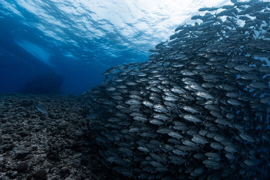 School of bigeye trevally forming wall with copy space in blue ocean, Okinawa Japan