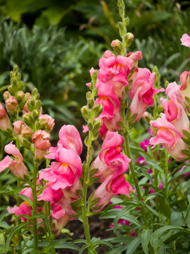 Vibrant pink snapdragon (Antirrhinum majus) flower spikes and buds blooming in a garden setting surrounded by green foliage.