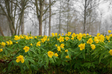 Obraz premium group yellow wood anemone in the forest at spring .