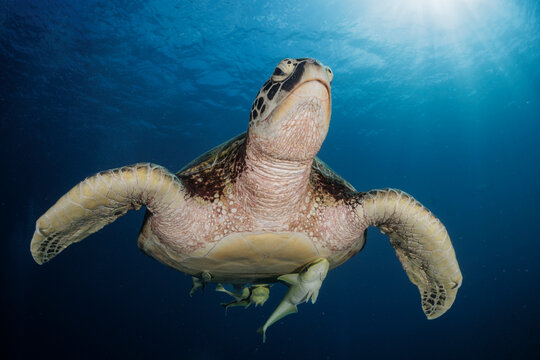 turtle
