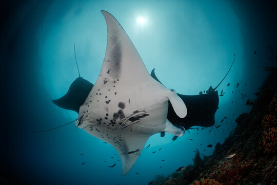 manta ray