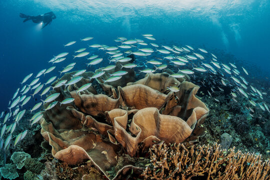 reefscapes