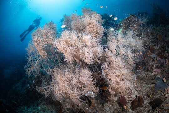 reefscapes