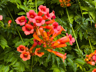Vivid reddish-orange trumpet vine (Campsis radicans) flowers and buds blooming in clusters amidst green foliage outdoors. © Dan