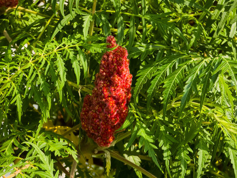 Close-up of a conical red fruiting cluster of cutleaf staghorn sumac (Rhus typhina 'Dissecta') surrounded by bright green pinnate foliage.