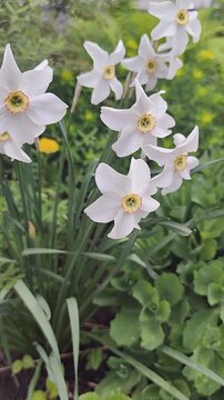 White daffodils flowers are touched by a light breeze.