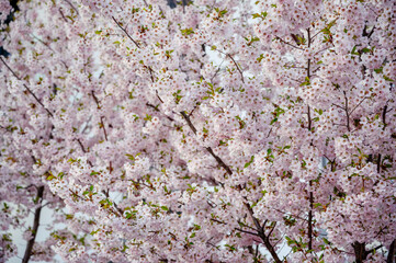 Naklejka premium Close-up of сакура blossoms, soft pink flowers filling the frame, delicate petals, blurred background, perfect floral background texture.