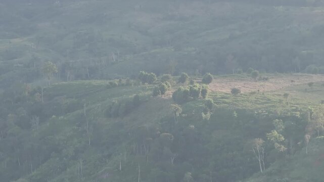 Aerial view of traditional rice harvesting in the fertile plains of Salavan, Laos.