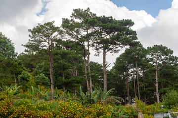 Fototapeta premium The wild sunflower season in Da Lat, Lam Dong, is a time when the wild sunflowers bloom brilliantly on the hillsides, their bright yellow blossoms covering entire stretches of forest, and a solitary h