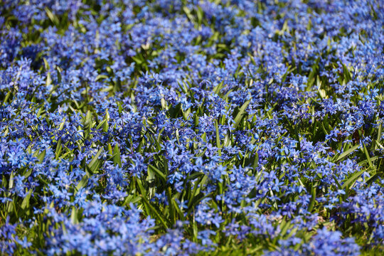 Vibrant field of blue Siberian squill (Scilla siberica) flowers blooming in a spring garden. Natural background of flowering bulbous bluebells plant in early spring sunlight