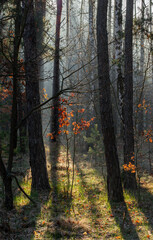 Obraz premium Morning fog enveloped the forest. Rays of sun pierce through the branches and fog. A walk in the forest or park.