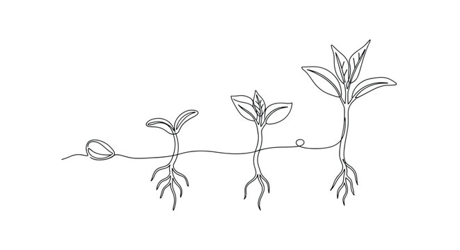 One line drawing of plant growth stages from seed to sprout with line art