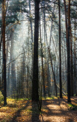 Obraz premium Morning fog enveloped the forest. Rays of sun pierce through the branches and fog. A walk in the forest or park.
