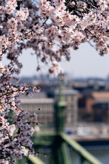 Blooming Flowers View. Softfocused Cherry Petals Over Budapest Bridge. Gentle Cherry Blossom Display Celebrating Tranquility And Beauty © Evgeniia Biriukova