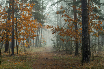 Fototapeta premium Morning fog enveloped the forest. The orange, dry oak leaves contrast beautifully against the gray haze. Forest walks. Hiking.