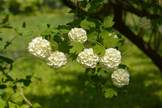 Red Guelder Rose branch with flowers - Latin name - Viburnum opulus Roseum