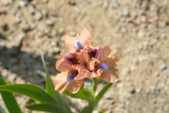 A beautiful pink dwarf iris flower with a smoky cast features a striking lavender blue beard and tangerine throat - latin name - Iris Chanted