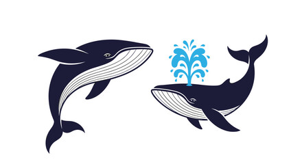 Two dark blue whales swimming together with one whale spouting a large fountain of water from its blowhole. © Kana
