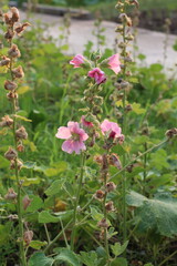 Fototapeta premium Delicate pink hollyhock flowers bloom on tall stalks in a sunlit garden setting
