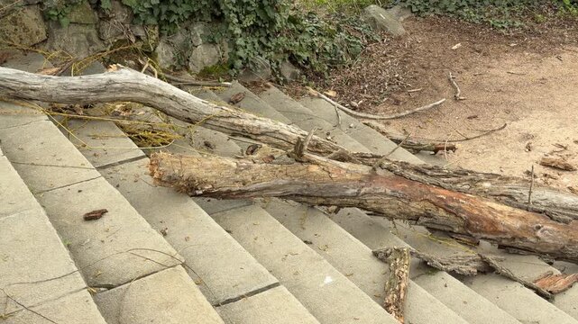 Large, weathered logs lay scattered across gray stone steps near a mossy wall. The scene feels heavy and slightly neglected, showing the raw power of nature reclaiming human structures.