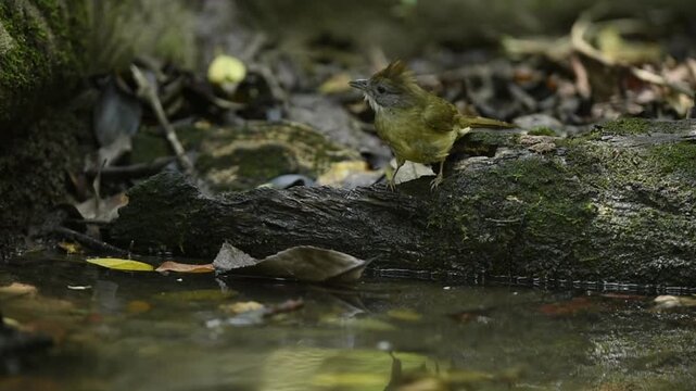 Grey-eyed Bulbul taking shower on small creek in the forest.