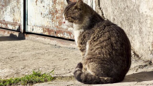 A fluffy tabby cat sits quietly on the concrete ground. The bright morning sun creates a cozy and peaceful feeling against the rustic background. It looks away with a calm and thoughtful gaze.