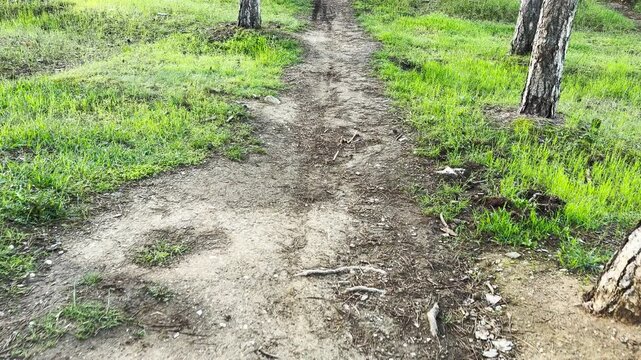 A worn dirt trail leads through a peaceful forest of tall pine trees and fresh grass. This scene feels inviting and adventurous. It is a calm place for a morning walk in nature.