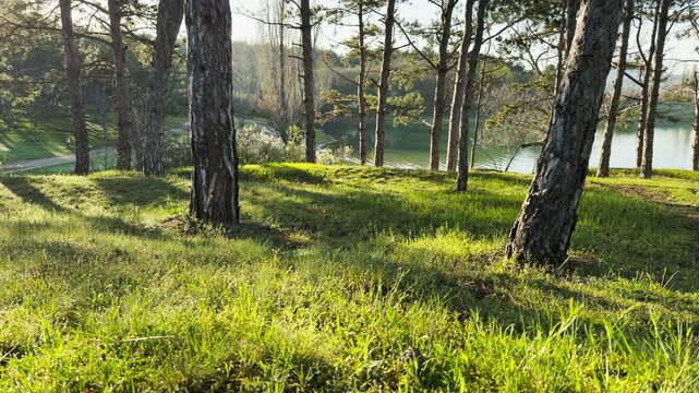 Bright sun glows on a lush green meadow under tall pine trees. The peaceful scene overlooks calm water, creating a warm and hopeful feeling. This quiet landscape offers a sense of pure relaxation.