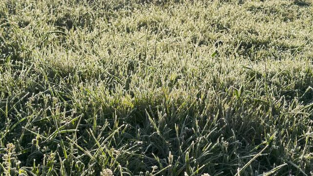 Sparkling ice crystals cling to wild blades of grass in an open field. This chilly morning scene feels brisk yet hopeful as the sun begins to warm the earth. It is peaceful and quiet moment in nature.