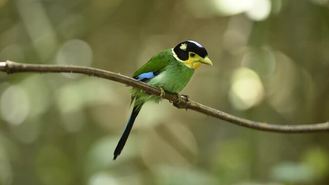 Long-tailed Broadbill taking summer shower and cleaning itself on tree branch with forest blurred at background.